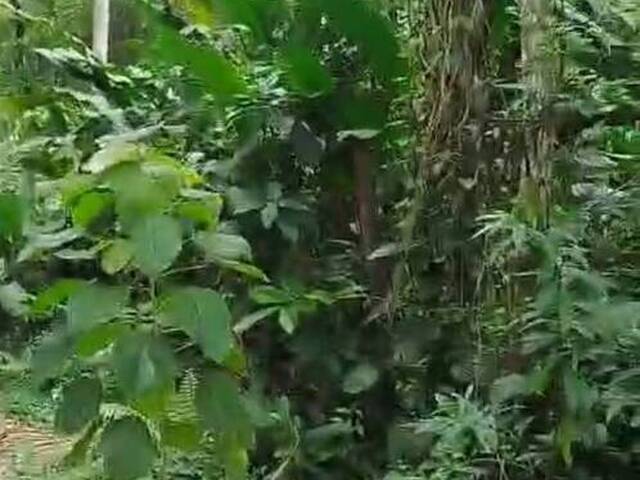 #6880 - Terreno para Venda em Ubatuba - SP - 3