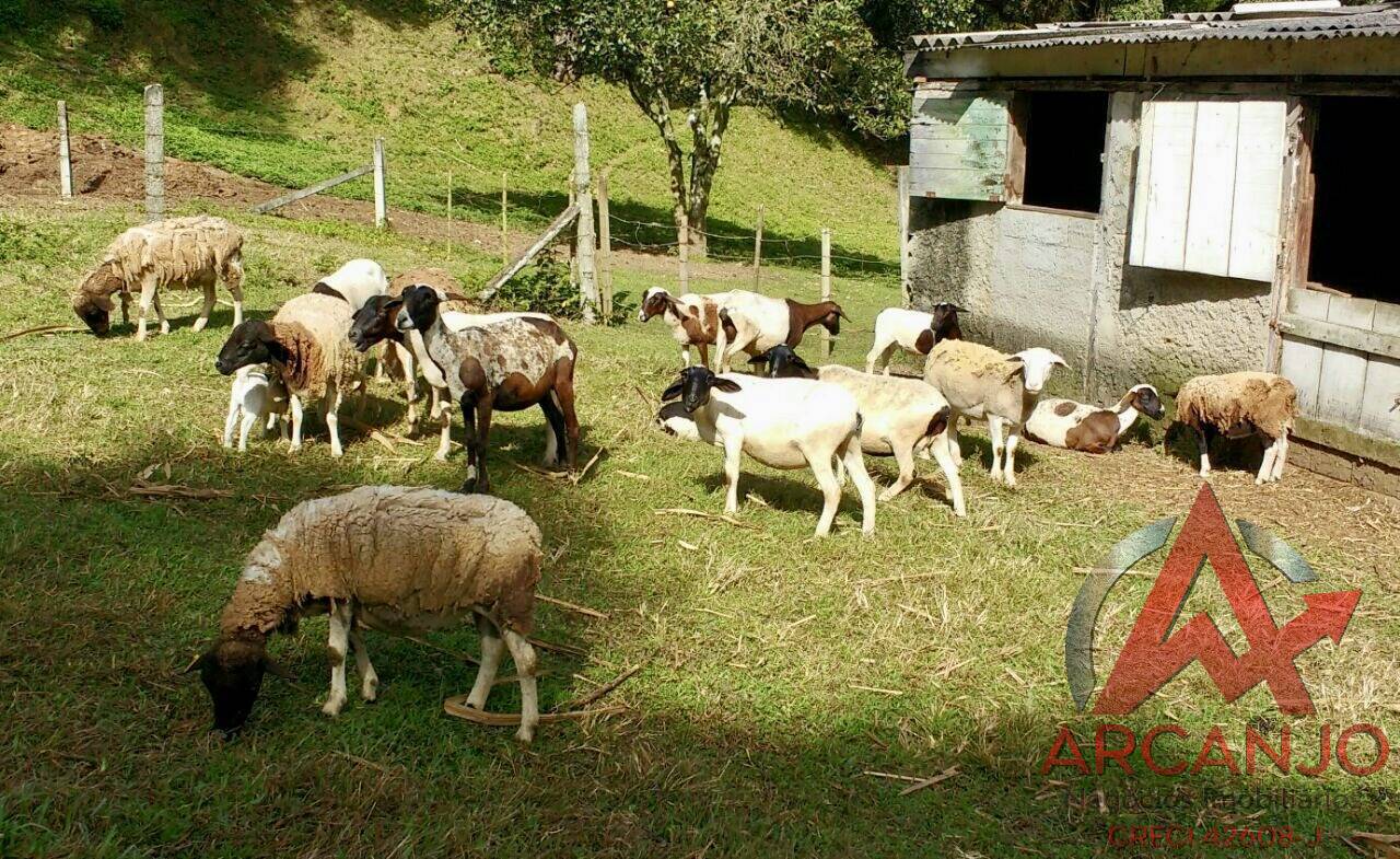 Fazenda à venda com 2 quartos, 410000m² - Foto 20